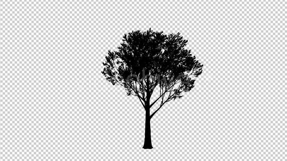 Reviving Tree Silhouette - Download Videohive 19460889