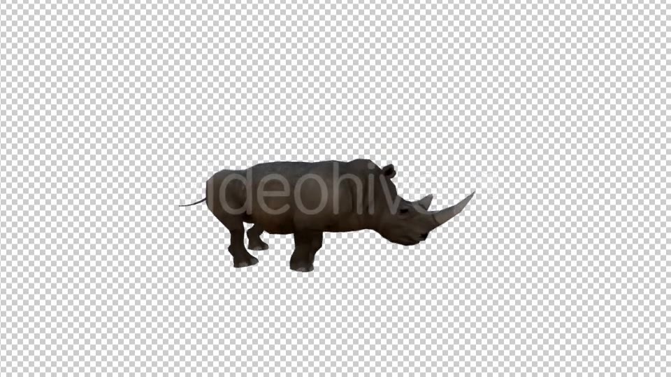 Rhino Running Animation - Download Videohive 19882496