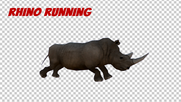 Rhino Running Animation - Download Videohive 19882496