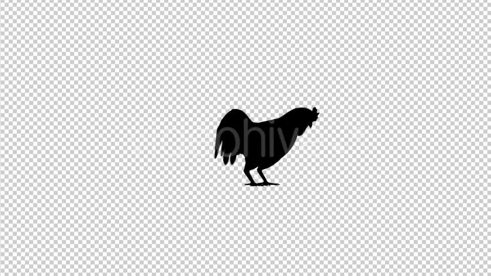 Rooster Silhouette Animation - Download Videohive 20478029