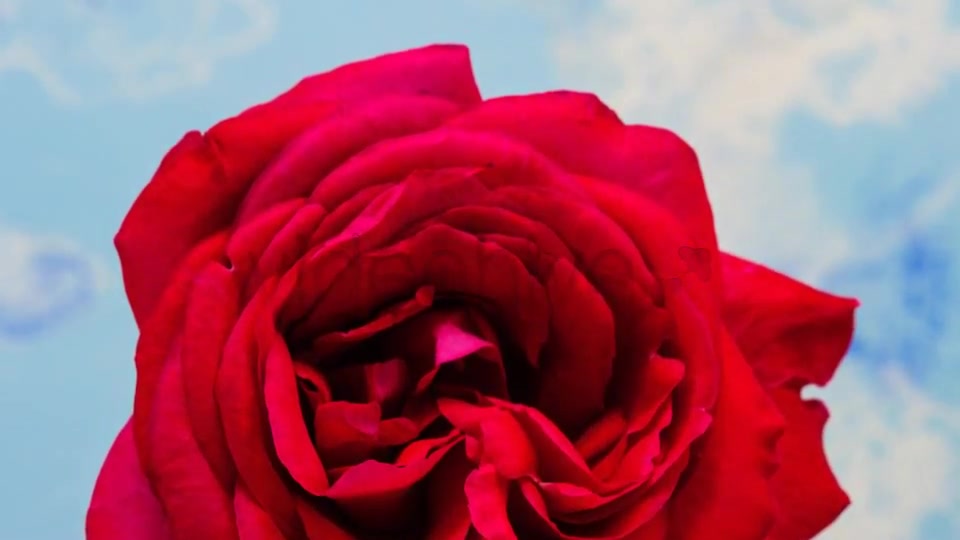 Rose Blossoming Timelapse  Videohive 4921613 Stock Footage Image 10