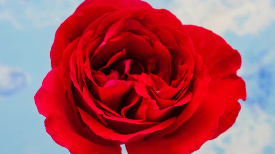 Rose Blossoming Timelapse  Videohive 4921613 Stock Footage Image 2