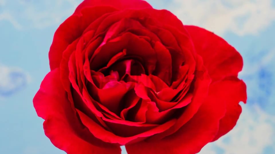 Rose Blossoming Timelapse  Videohive 4921613 Stock Footage Image 3