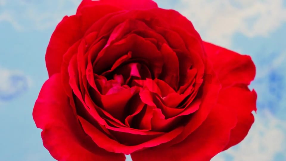Rose Blossoming Timelapse  Videohive 4921613 Stock Footage Image 4