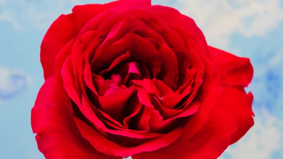 Rose Blossoming Timelapse  Videohive 4921613 Stock Footage Image 5
