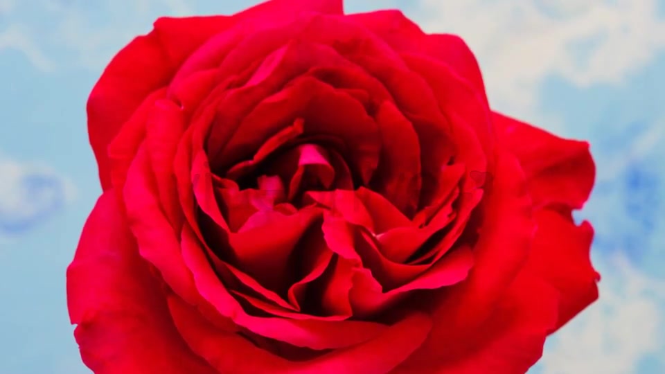 Rose Blossoming Timelapse  Videohive 4921613 Stock Footage Image 6