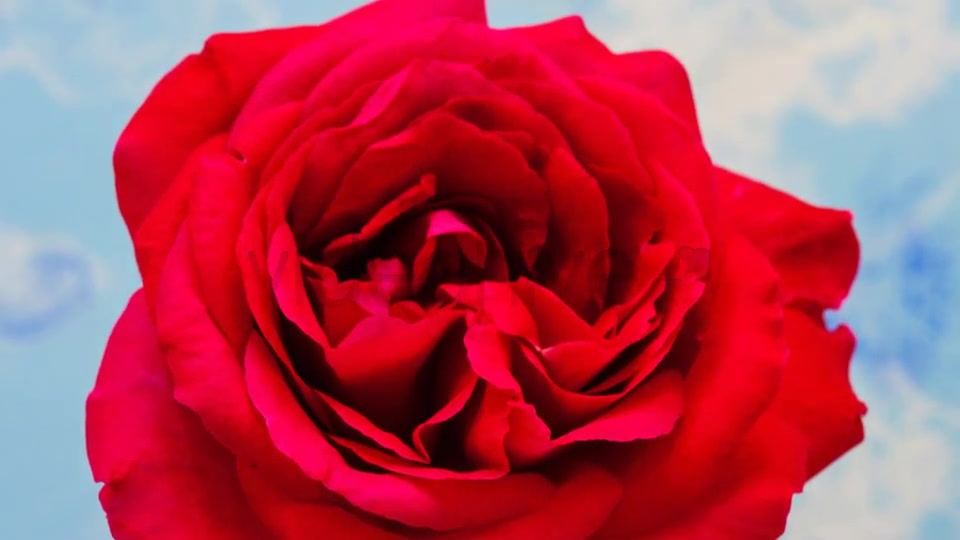 Rose Blossoming Timelapse  Videohive 4921613 Stock Footage Image 7