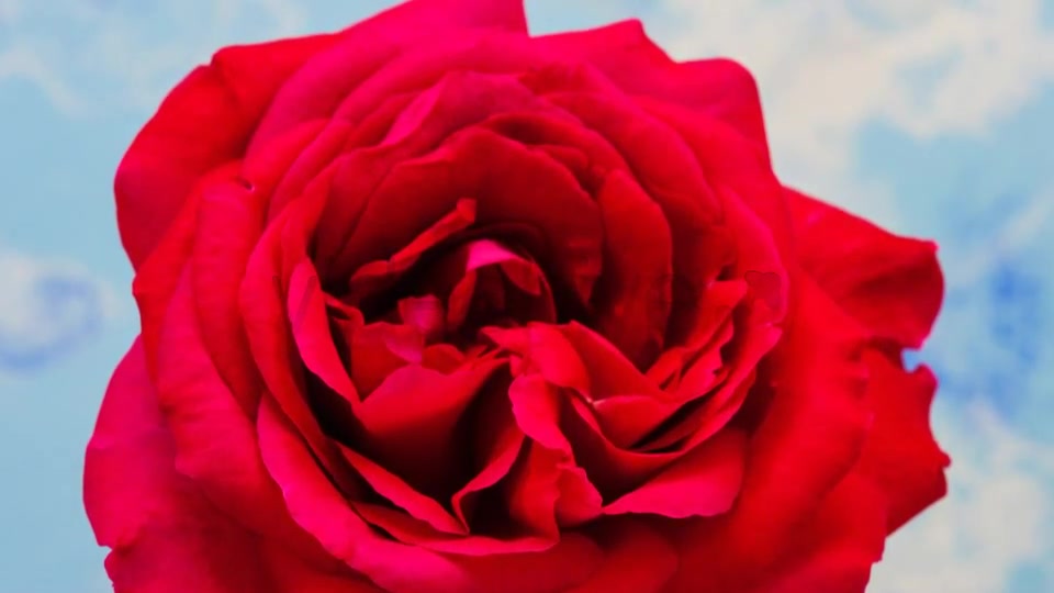 Rose Blossoming Timelapse  Videohive 4921613 Stock Footage Image 8