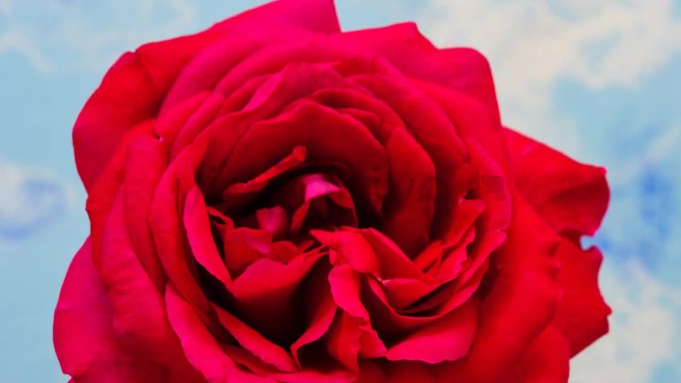 Rose Blossoming Timelapse  Videohive 4921613 Stock Footage Image 9