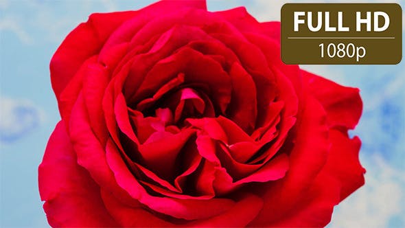 Rose Blossoming Timelapse  - 4921613 Download Videohive