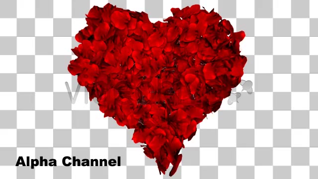 Rose Petals Fall into Heart Shape Alpha Included Videohive 1600365 Motion Graphics Image 10