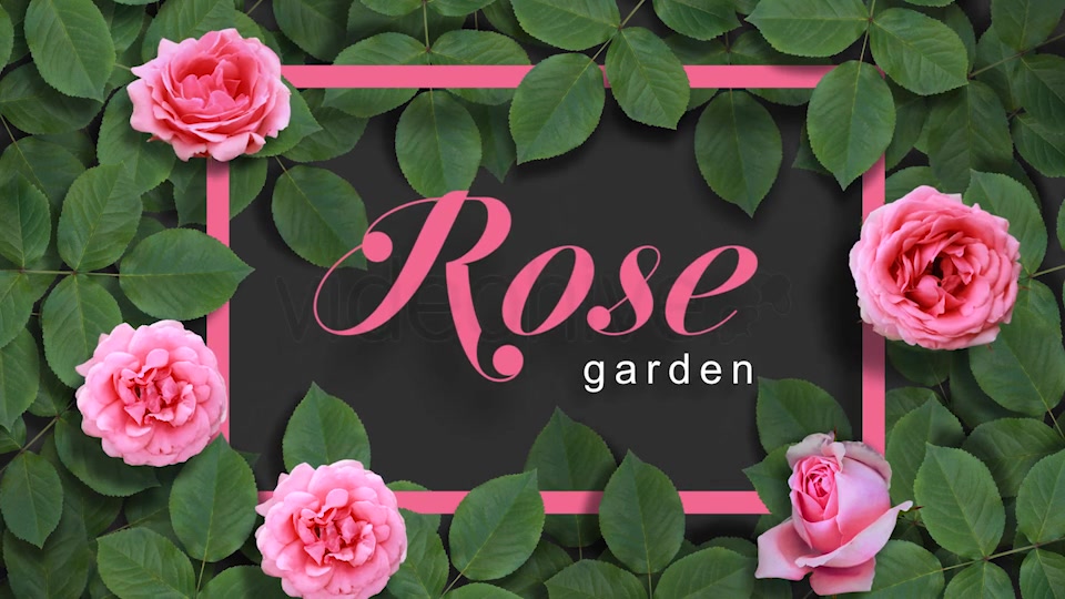 Rose Typography Pack Videohive 16964280 After Effects Image 10