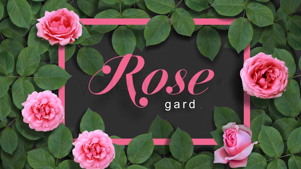 Rose Typography Pack Videohive 16964280 After Effects Image 3
