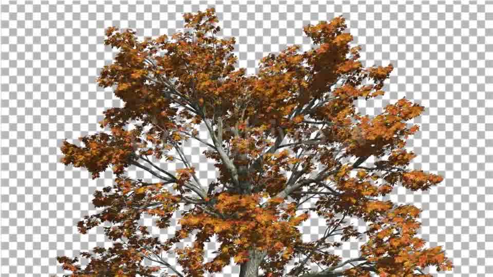 Sassafras Top of the Tree is Swaying at the Wind - Download Videohive 15203419