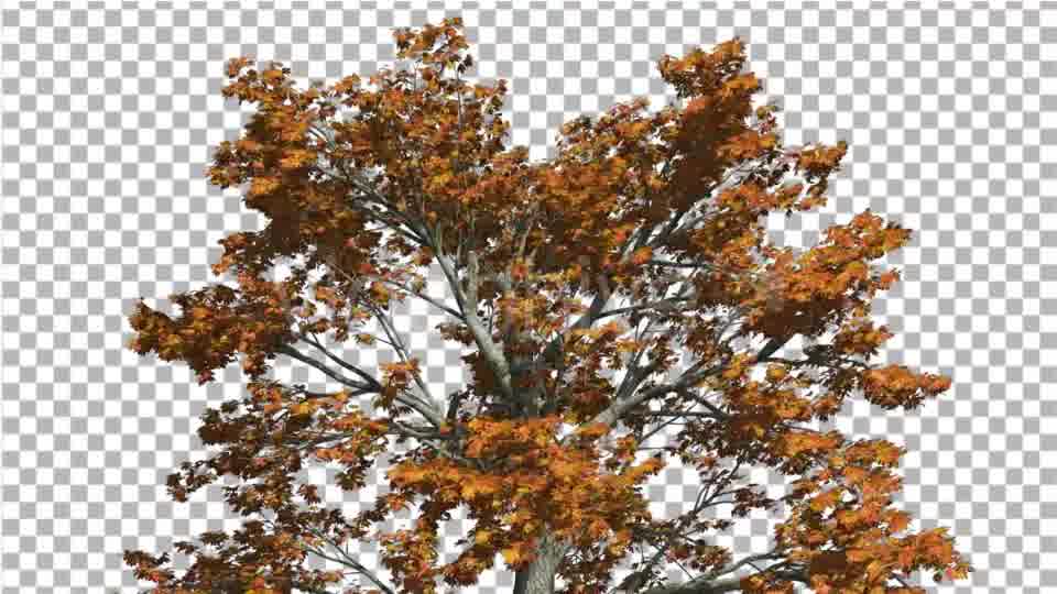 Sassafras Top of the Tree is Swaying at the Wind - Download Videohive 15203419