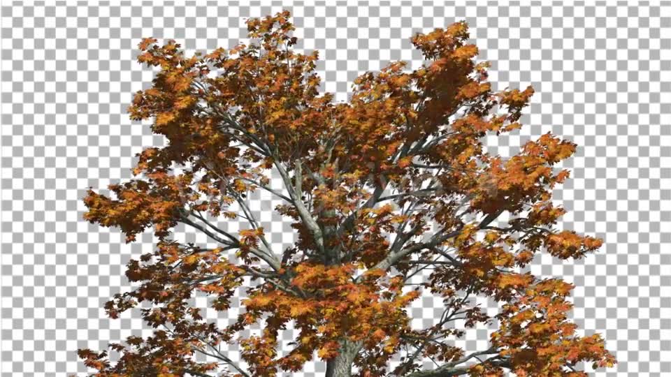 Sassafras Top of the Tree is Swaying at the Wind - Download Videohive 15203419