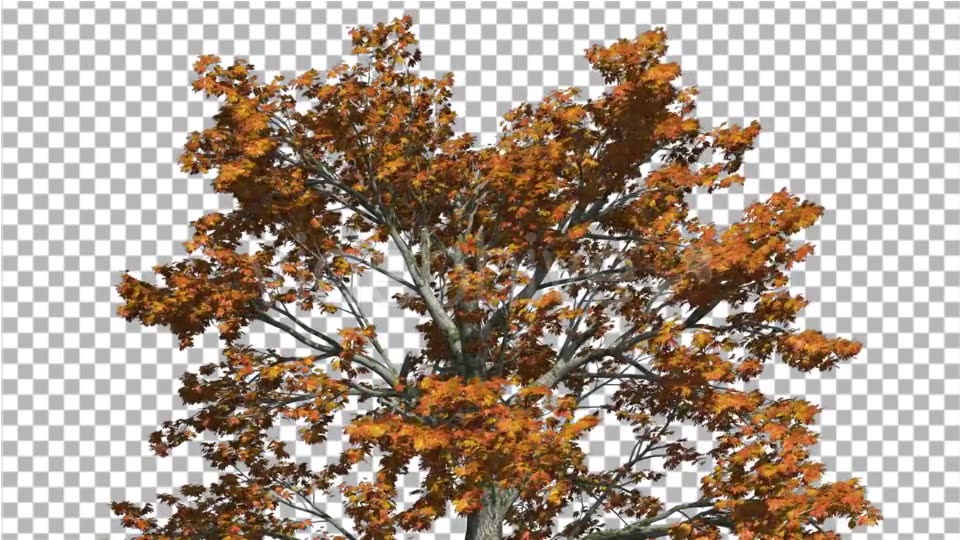 Sassafras Top of the Tree is Swaying at the Wind - Download Videohive 15203419