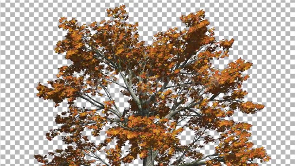 Sassafras Top of the Tree is Swaying at the Wind - Download Videohive 15203419