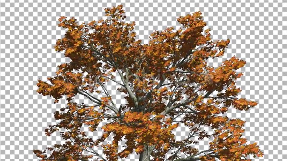 Sassafras Top of the Tree is Swaying at the Wind - Download Videohive 15203419