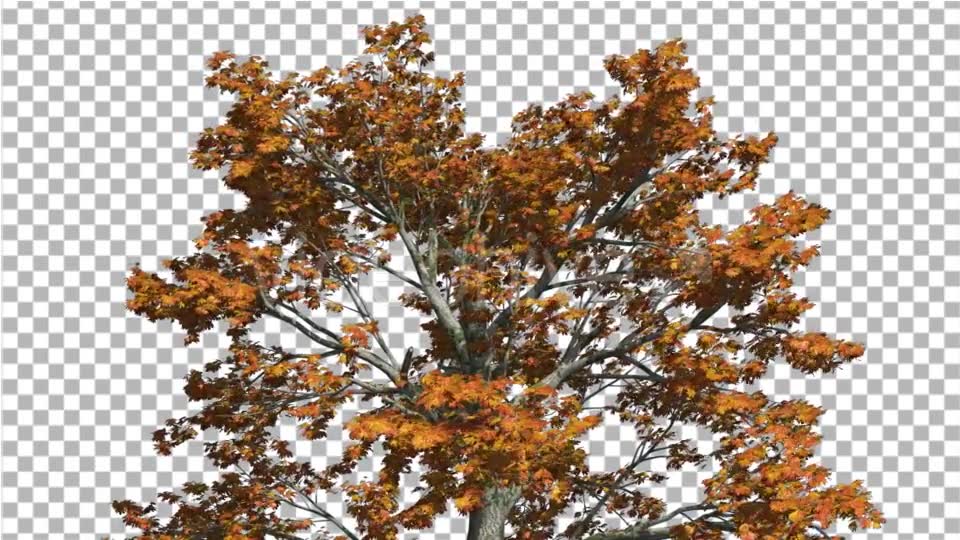 Sassafras Top of the Tree is Swaying at the Wind - Download Videohive 15203419