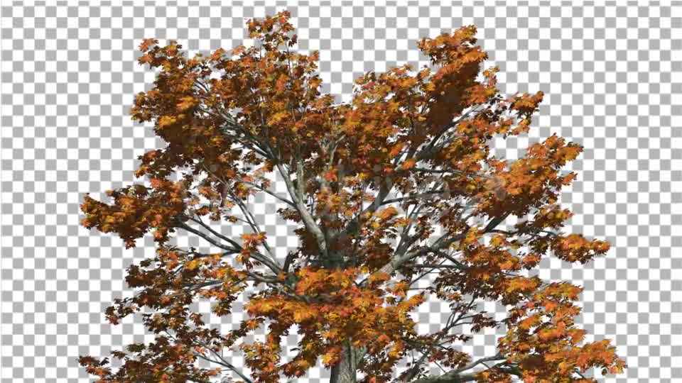Sassafras Top of the Tree is Swaying at the Wind - Download Videohive 15203419