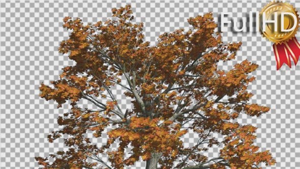 Sassafras Top of the Tree is Swaying at the Wind - Download Videohive 15203419