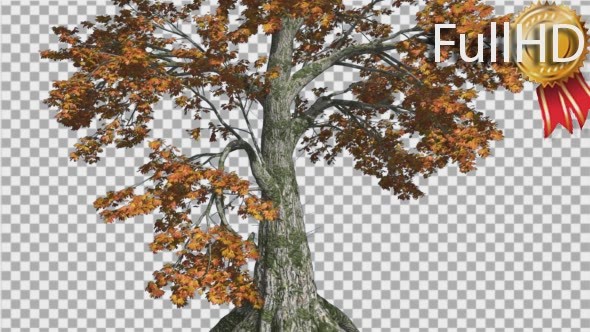 Sassafras Tree is Swaying at The Wind Yellow Tree - Download Videohive 14753376