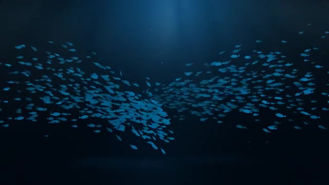 School Of Fish Logo Reveal Videohive 11770341 After Effects Image 2