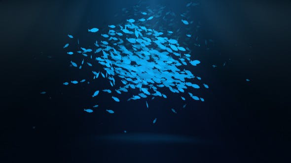 School Of Fish Logo Reveal - 11770341 Videohive Download