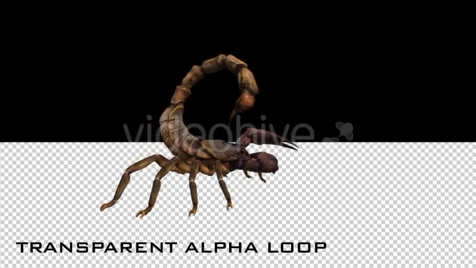 Scorpion Attack Animation - Download Videohive 20684013