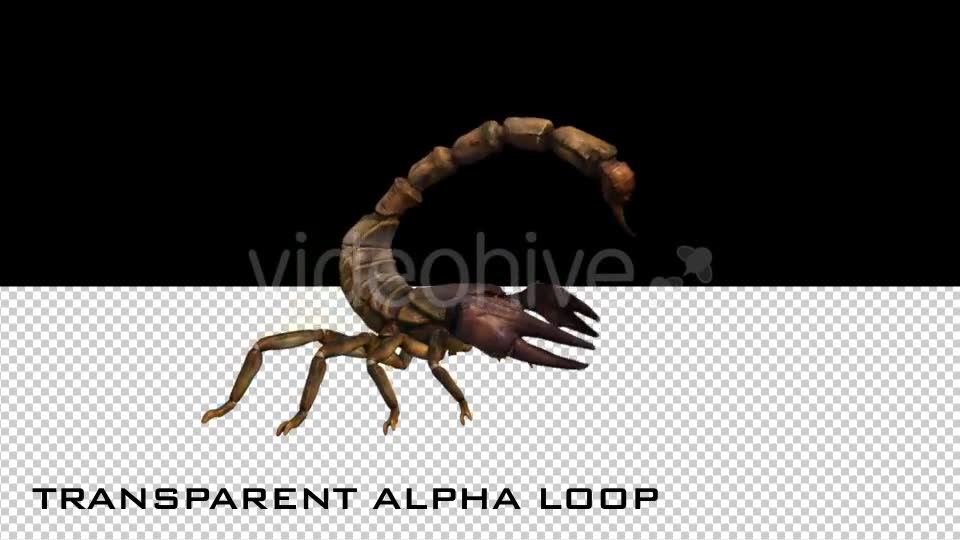 Scorpion Attack Animation - Download Videohive 20684013