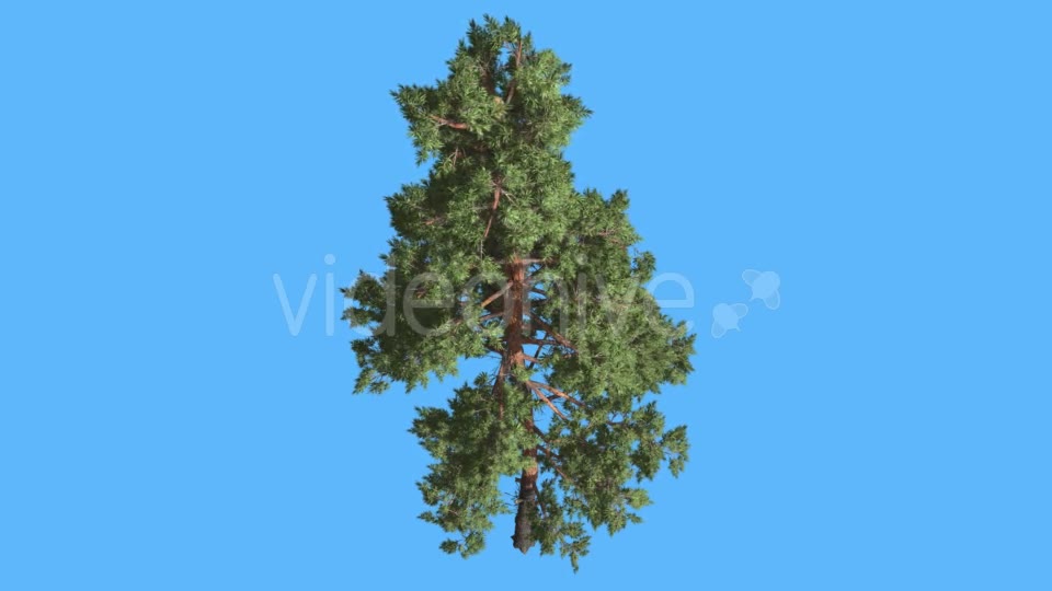 Scots Pine on Blue Screen Thin Trunk and Branches - Download Videohive 19356404