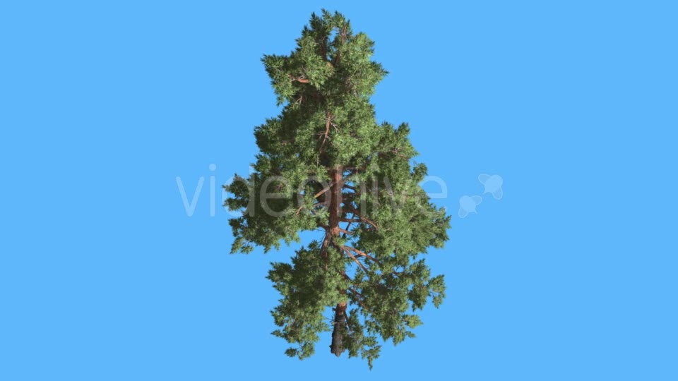 Scots Pine on Blue Screen Thin Trunk and Branches - Download Videohive 19356404
