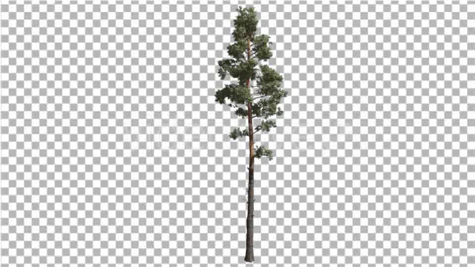 Scots Pine Pinus Sylvestris Coniferous Evergreen - Download Videohive 15006705