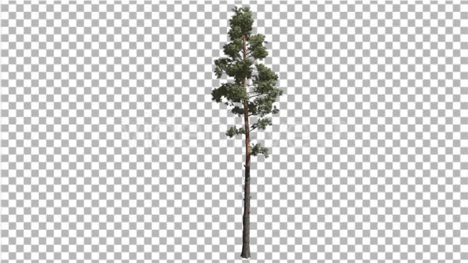 Scots Pine Pinus Sylvestris Coniferous Evergreen - Download Videohive 15006705