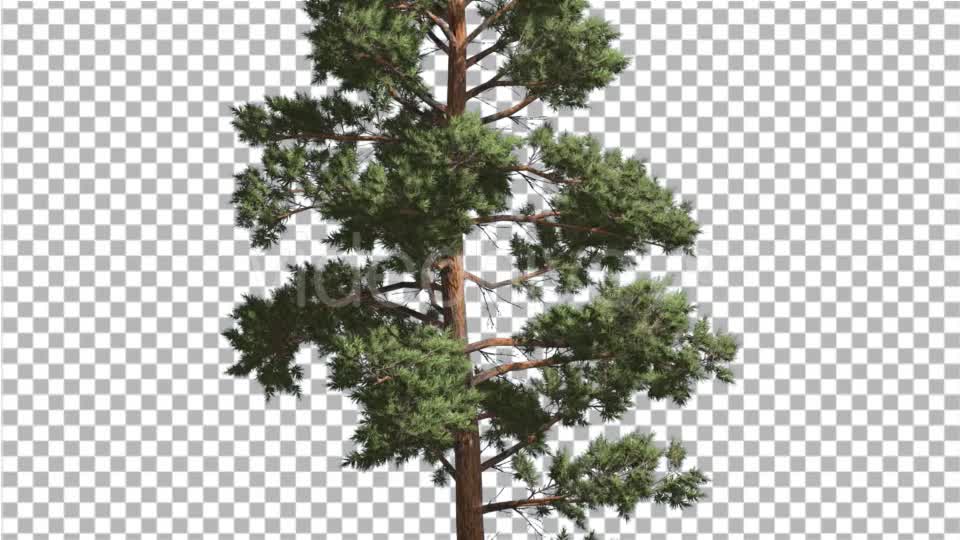 Scots Pine Pinus Sylvestris Coniferous Evergreen - Download Videohive 15165868