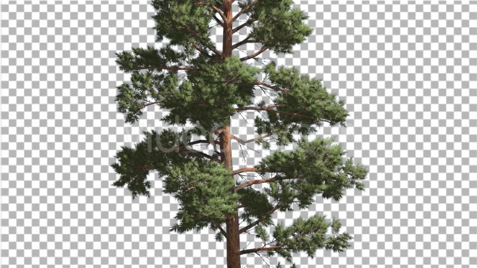 Scots Pine Pinus Sylvestris Coniferous Evergreen - Download Videohive 15165868