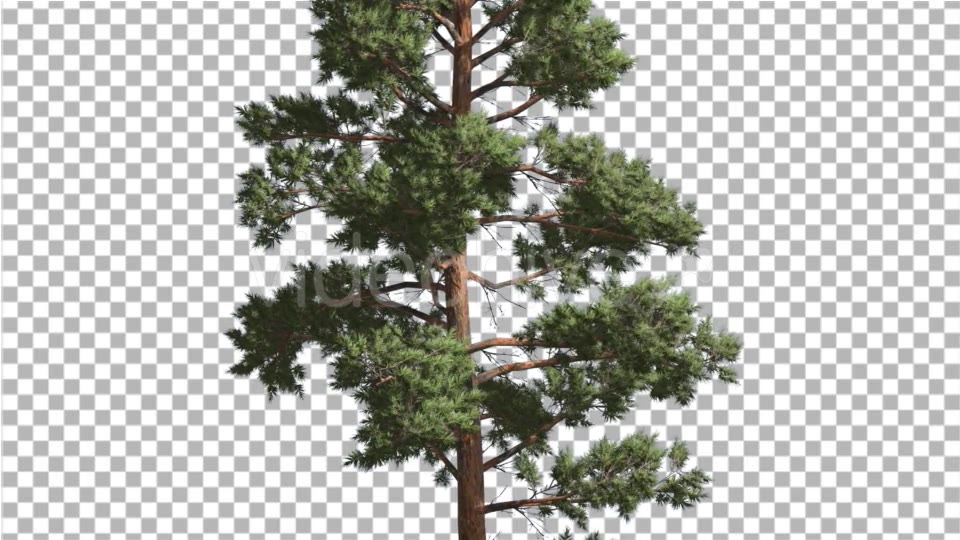 Scots Pine Pinus Sylvestris Coniferous Evergreen - Download Videohive 15165868