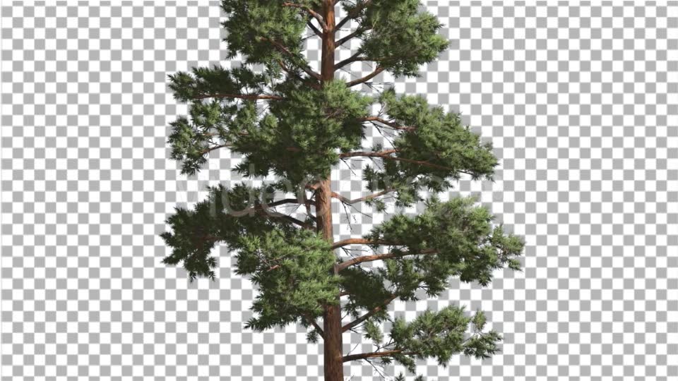 Scots Pine Pinus Sylvestris Coniferous Evergreen - Download Videohive 15165868