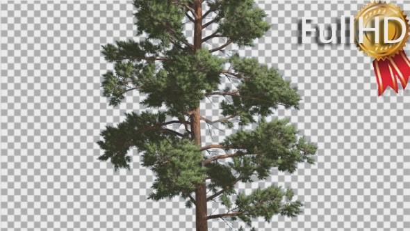 Scots Pine Pinus Sylvestris Coniferous Evergreen - Download Videohive 15165868