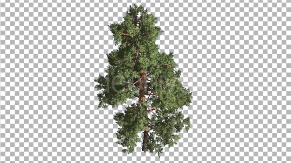 Scots Pine Pinus Sylvestris Glaucous Blue Green - Download Videohive 15314473
