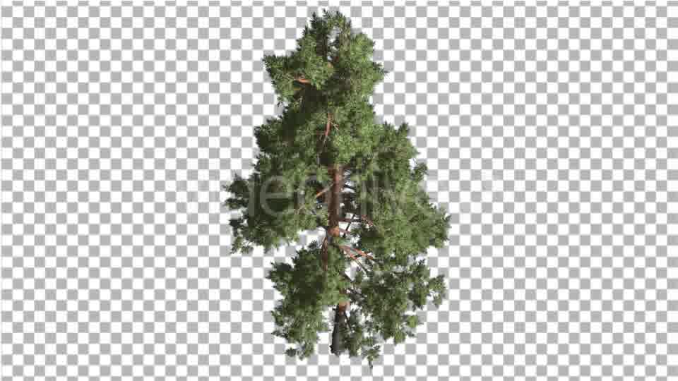 Scots Pine Pinus Sylvestris Glaucous Blue Green - Download Videohive 15317707