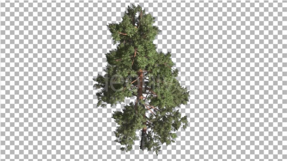 Scots Pine Pinus Sylvestris Glaucous Blue Green - Download Videohive 16958504