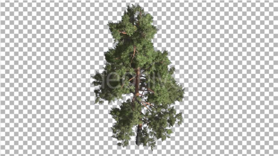 Scots Pine Pinus Sylvestris Glaucous Blue Green - Download Videohive 16958504