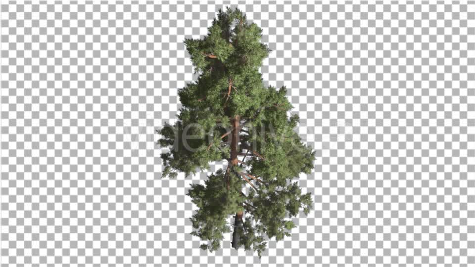 Scots Pine Pinus Sylvestris Glaucous Blue Green - Download Videohive 16958504