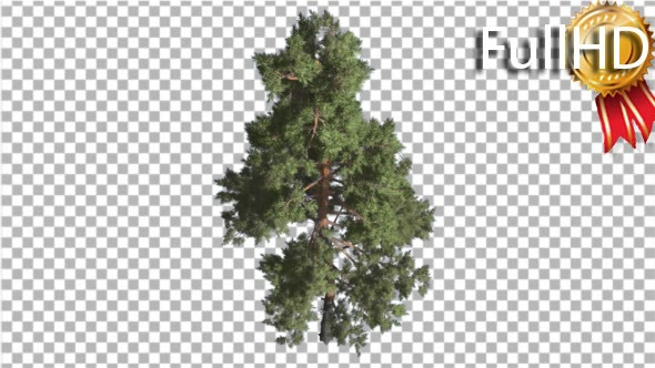 Scots Pine Pinus Sylvestris Glaucous Blue Green - Download Videohive 16958504