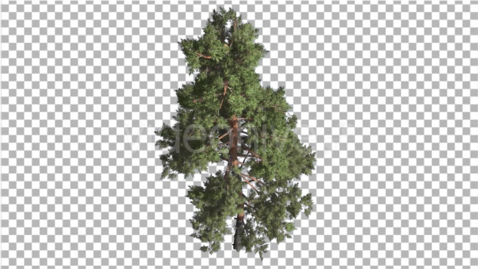 Scots Pine Pinus Sylvestris Glaucous Blue Green - Download Videohive 16959091