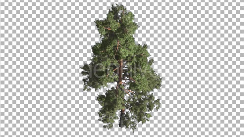 Scots Pine Pinus Sylvestris Glaucous Blue Green - Download Videohive 16959091