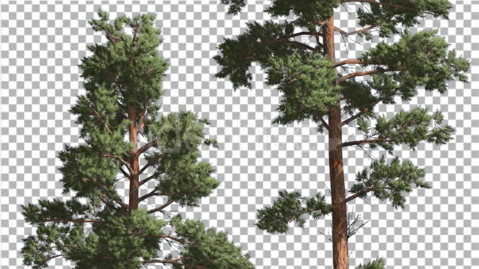Scots Pine Pinus Sylvestris Two Trees Red Brown - Download Videohive 15009532