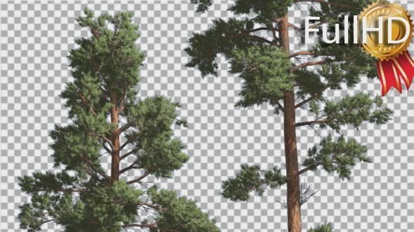 Scots Pine Pinus Sylvestris Two Trees Red Brown - Download Videohive 15009532